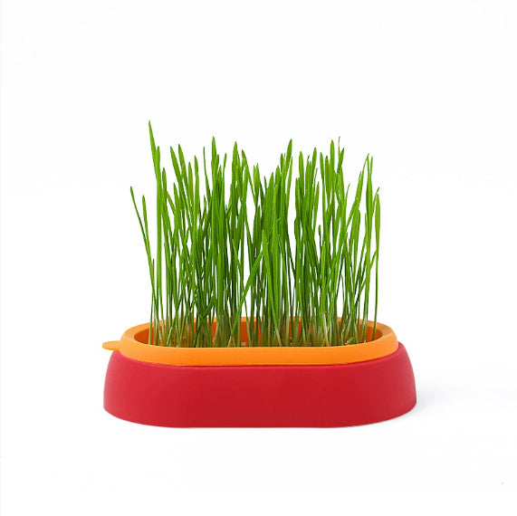 Cat Grass Basin – Lazy Soil-Free Hydroponic Wheat Seed Growing Kit for Cats
