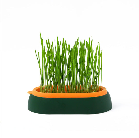 Cat Grass Basin – Lazy Soil-Free Hydroponic Wheat Seed Growing Kit for Cats