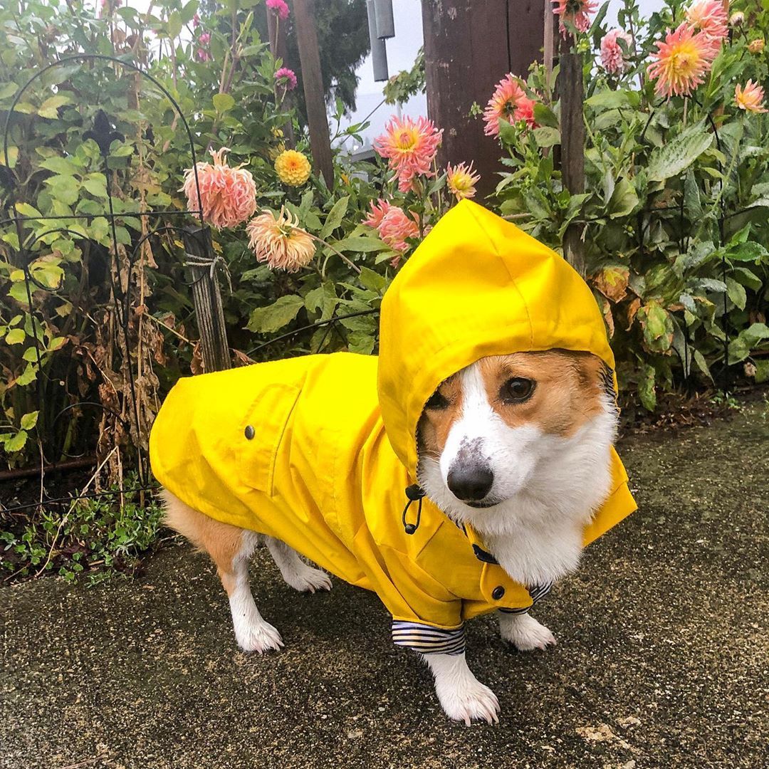 Waterproof Dog Raincoat – Windproof Pet Jacket with Hood, Breathable Cotton Lining, British-Style Dog Clothes (S–4XL, Yellow)