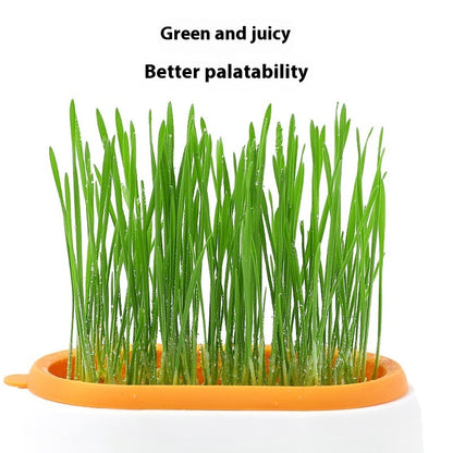 Cat Grass Basin – Lazy Soil-Free Hydroponic Wheat Seed Growing Kit for Cats